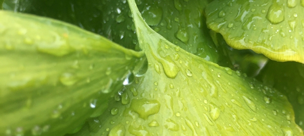 Ginkgo leaves in the rain